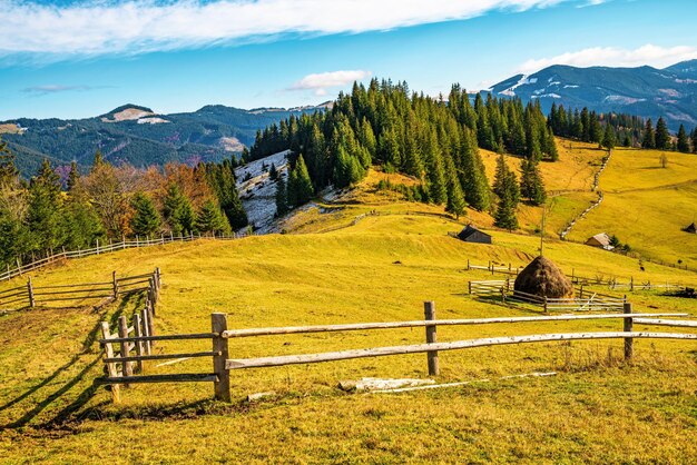 Embrujar el hermoso paisaje de verano de prados verdes