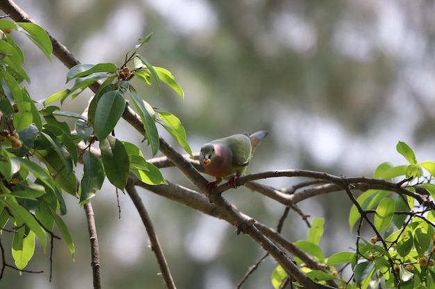 Emerald Dove pájaro colorido comiendo fruta en la rama de un árbol en el bosque