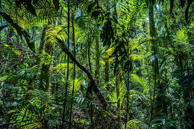 Emerald Pool Yosemite Nationalpark Krabi Thailand Üppiges Grün