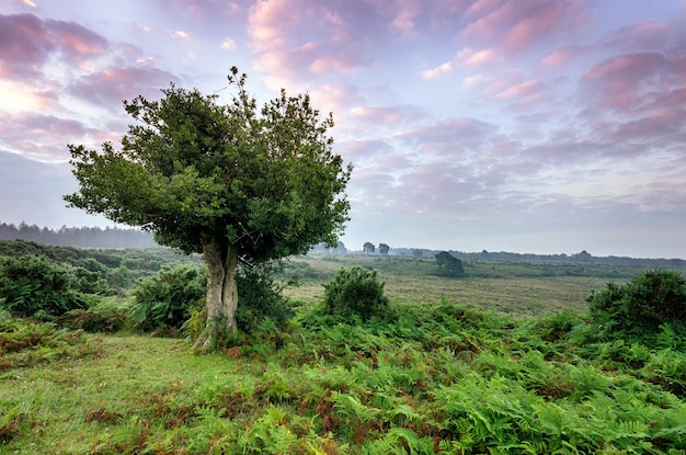 Emery unten im New Forest