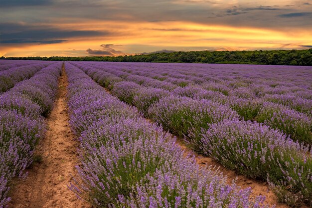 Emocionante paisaje con campo de lavanda floreciente al atardecer