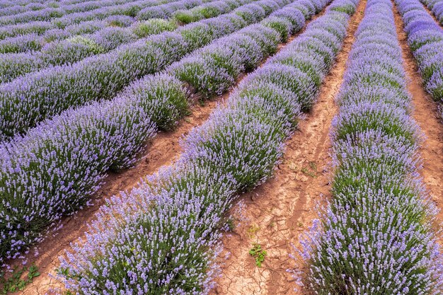 El emocionante paisaje de interminables hileras de lavanda Vista aérea desde un dron