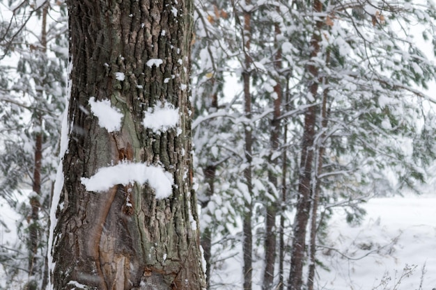 Emoções de imagem de raiva da neve na casca da árvore