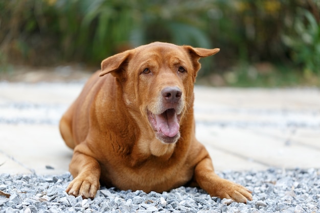 Foto emoções saudáveis ​​do cão de tailândia