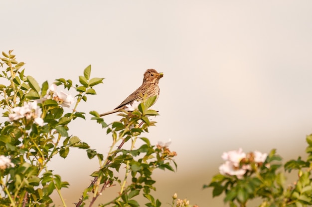 Foto empavesado de maíz con comida en pico sobre las ramas de la hierba en flor. miliaria calandra.