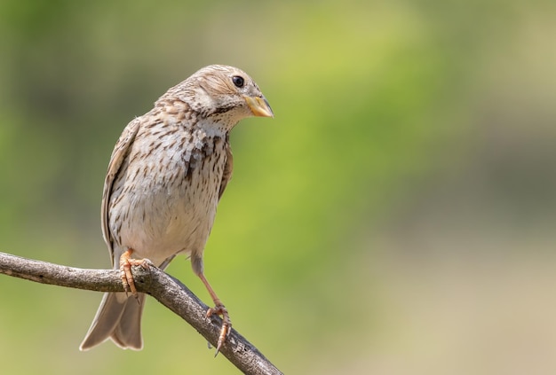 Empavesado de maíz Emberiza calandra El pájaro macho se sienta en una rama delgada contra un fondo verde