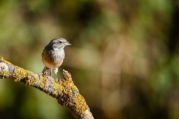 Empavesado Montesinos o Emberiza cia familia de escribas paseriformes