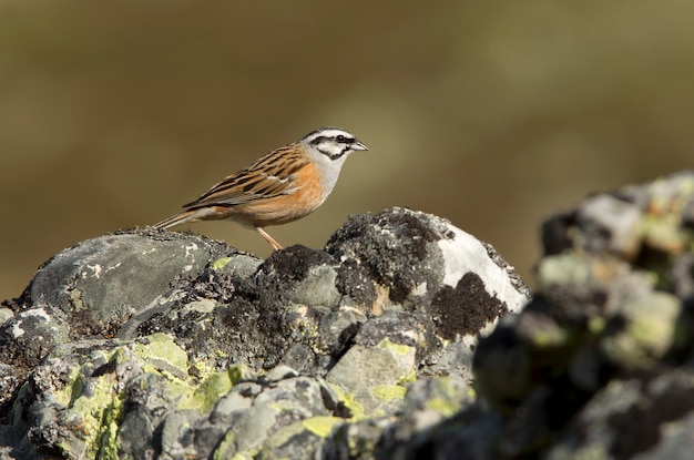 Empavesado de rocas con las primeras luces de la mañana, pájaros, Embriza cia