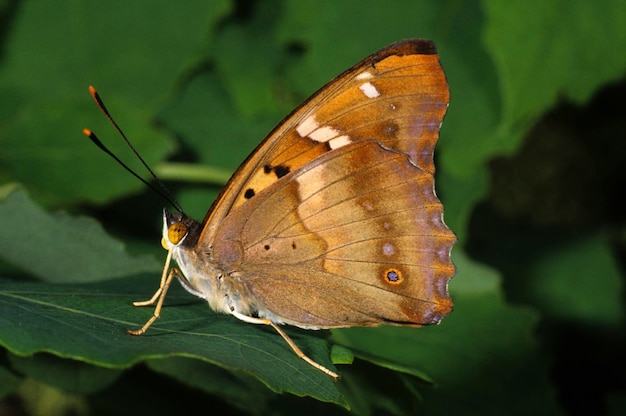 Emperador Púrpura Menor Apatura ilia