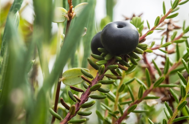 Empetrum crowberry de bayas negras en el primer plano del pantano