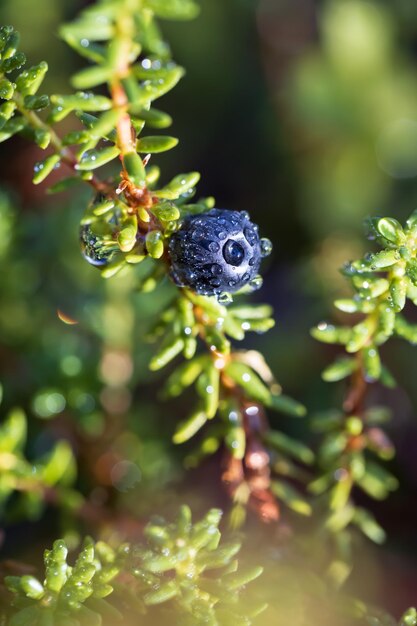 Empetrum nigrum , crowberry , crowberry preto , no oeste do alasca , amora é uma espécie de planta com flor na família ericaceae com uma distribuição quase circumboreal no hemisfério norte