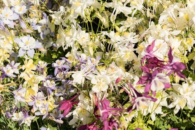 Empfindliche gemischte Akelei blüht in einem Blumenmarkt