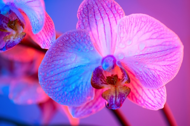 Empfindliche rosa Orchidee mit Tautropfennahaufnahme auf hellblauem Hintergrund