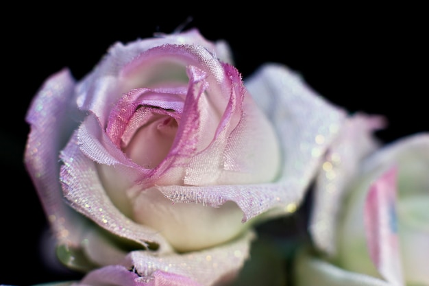 Empfindliche rosa Rosen des Frühlinges lokalisiert auf einem schwarzen Hintergrund. Künstliche Seidenblumen