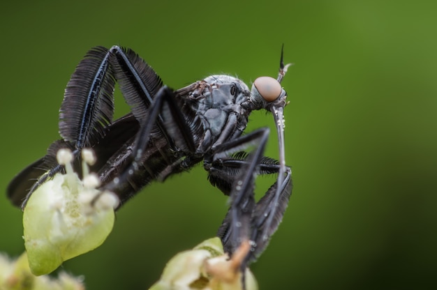 Empididae recogiendo la ligamaza de la flor