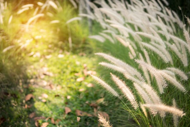 Emplume la hierba del pennisetum con la luz del sol.