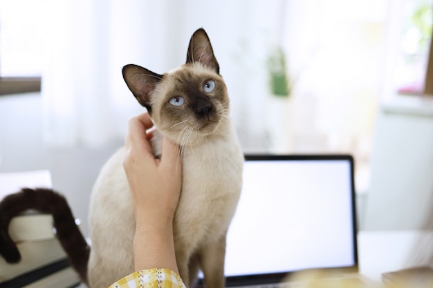 Empresaria trabajando desde casa con gato