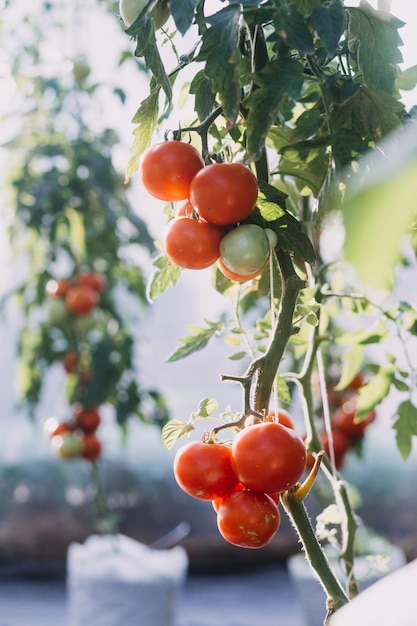 Empresário futurista cultiva vegetais e colheitas usando tecnologia moderna de IA usando sensores de temperatura e umidade de telefones celulares rastreamento de água controle climático ícones de dados holográficos