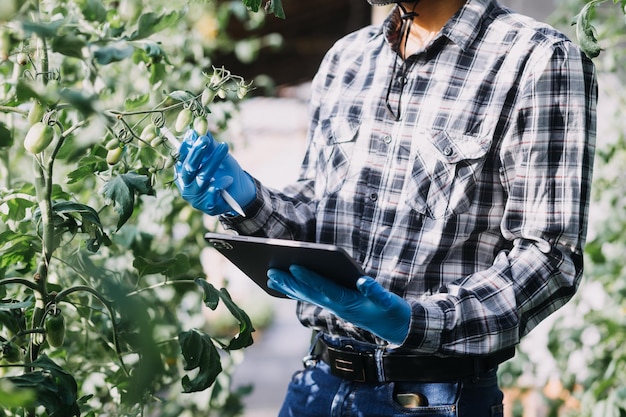 Empresário futurista cultiva vegetais e colheitas usando tecnologia moderna de IA usando sensores de temperatura e umidade de telefones celulares rastreamento de água controle climático ícones de dados holográficos