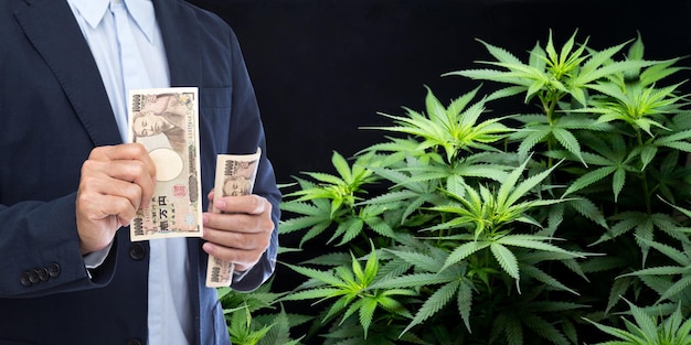 Empresario sosteniendo billetes de Yen con árbol de cannabis en el fondo Marihuana para productos médicos