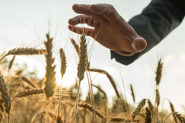 Foto empresario sosteniendo su mano sobre la espiga de trigo