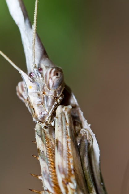 Empusa pennata