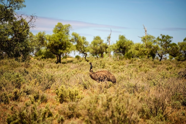 Emu australiano caminando en el Parque Nacional Mungo Australia