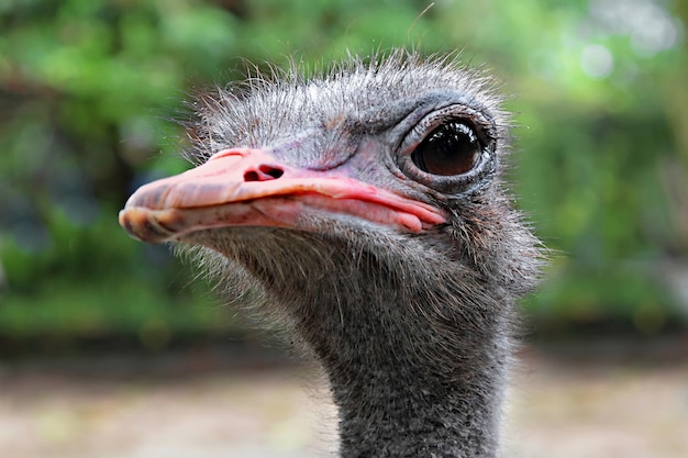 Emu de cerca