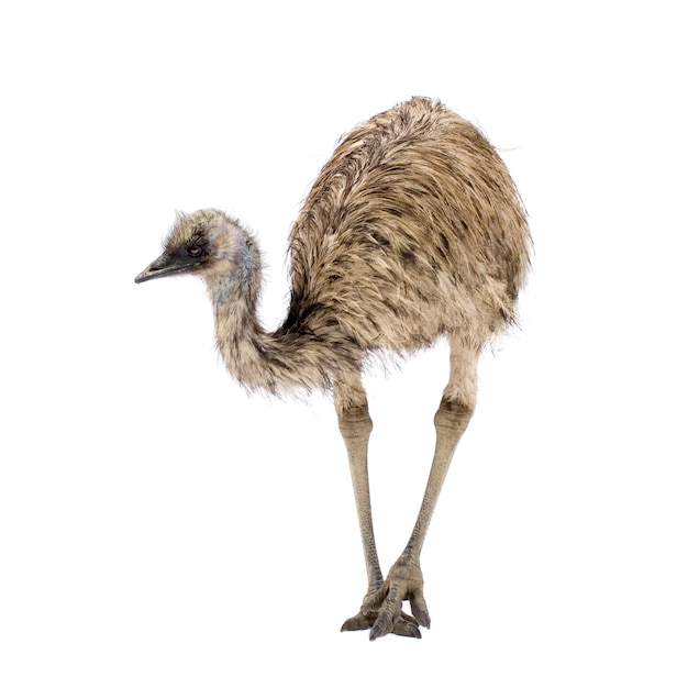 Emu delante de un fondo blanco.