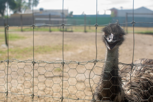 Emu en la jaula de alambre