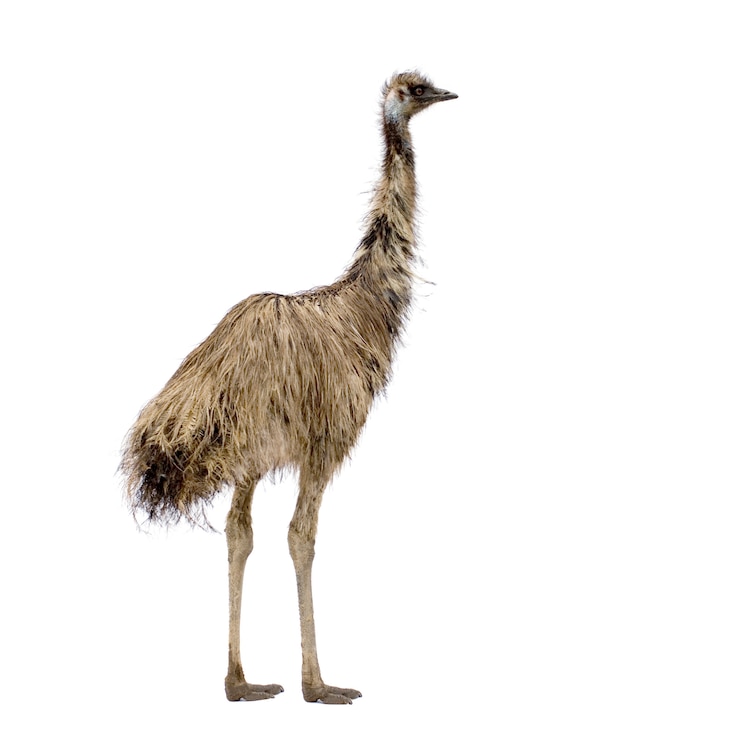 Foto emu vor einem weißen hintergrund