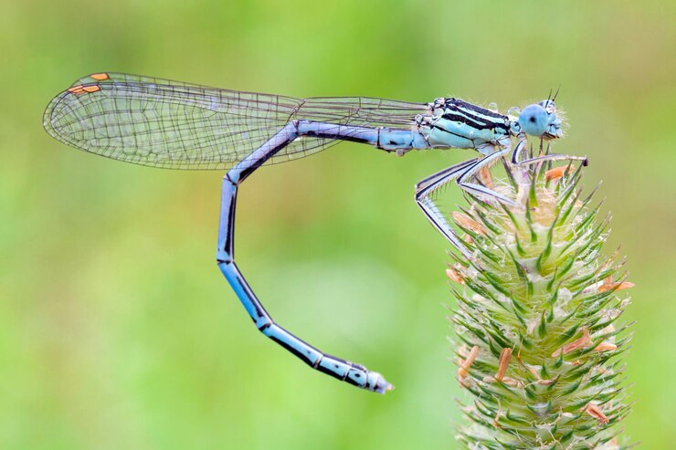 Foto enallagma cyathigerum libélula azul comum na grama closeup macro