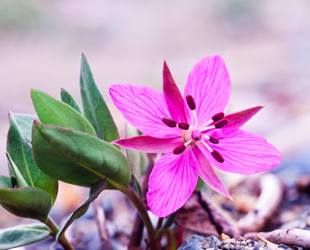 Foto enano fireweed chamerion latifolium flor