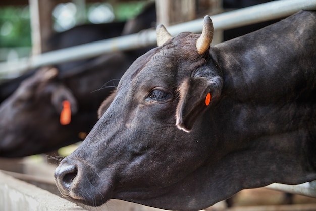 Encabece una parte de la vaca con su corral en la granja.