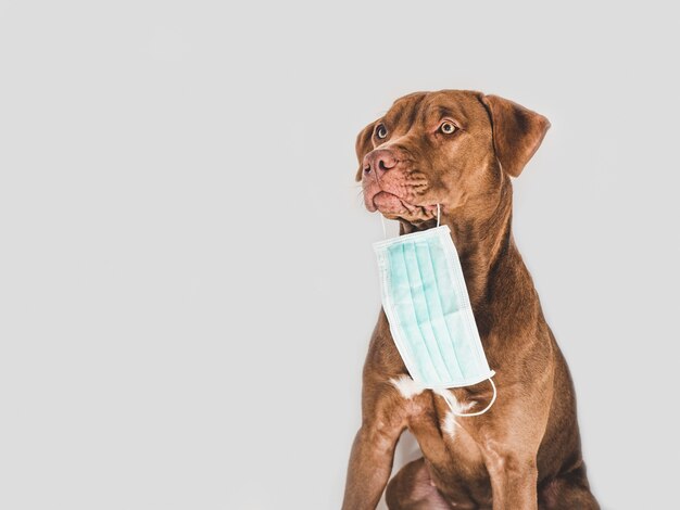 Encantador y adorable cachorro marrón sosteniendo una máscara médica