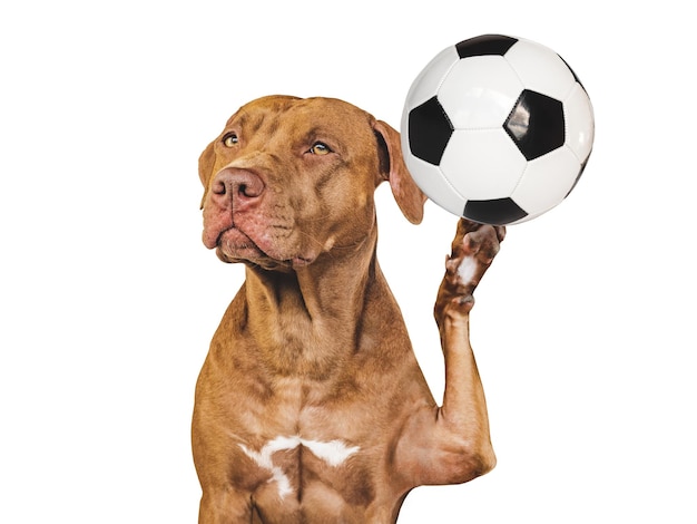 encantador, adorable, perrito, y, pelota del fútbol, cicatrizarse