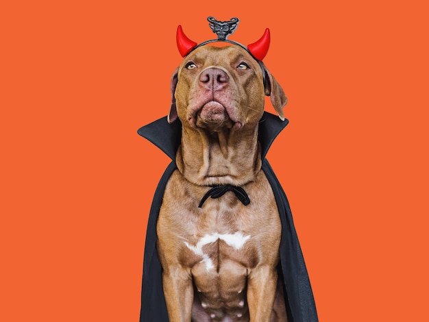 Encantador adorável cachorro marrom e fantasia de Conde Drácula