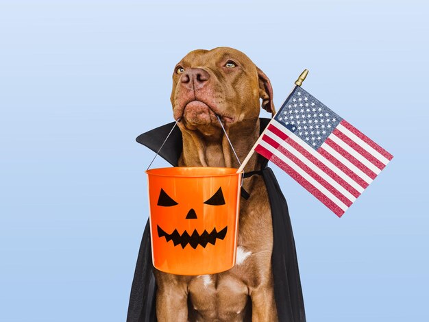 Encantador adorável cachorro marrom segurando a bandeira americana na boca e fantasia de Conde Drácula Fundo brilhante Closeup dentro de casa Parabéns para familiares parentes entes queridos amigos colegas