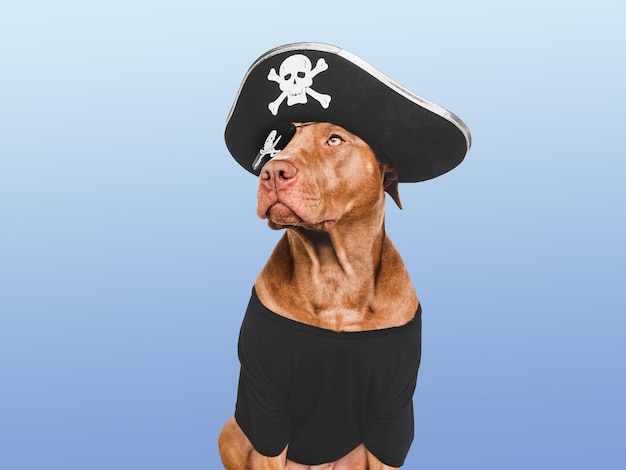 Encantador adorável cão marrom e fantasia de pirata