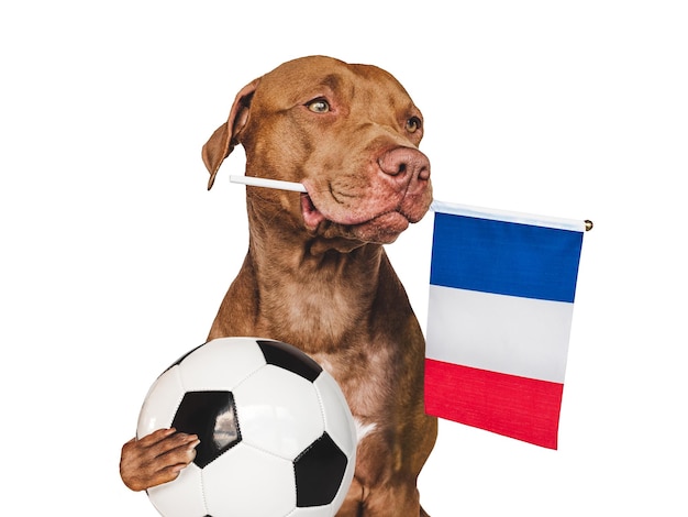 Encantador cachorrinho adorável segurando a bandeira nacional França