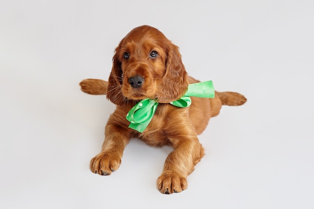 Encantador cachorrinho setter irlandês de cor marrom em um fundo branco