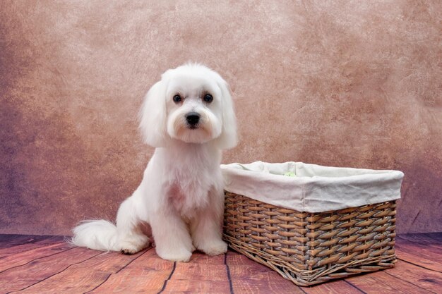 Encantador cachorro maltês sentado perto de uma cesta de vime em um fundo vintage