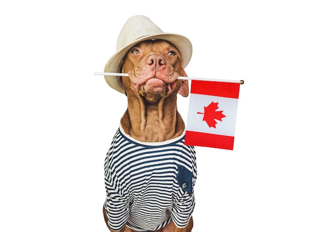 Encantador cachorro marrón adorable y bandera canadiense