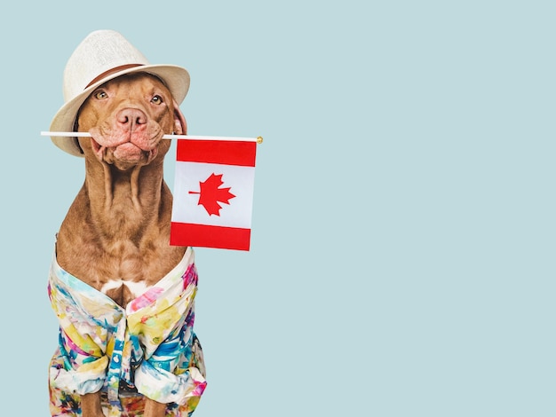 Encantador cachorro marrón adorable y bandera canadiense