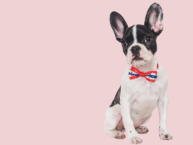Encantador cachorro y una pajarita en los colores de la bandera estadounidense Closeup en el interior fondo aislado tiro de estudio Felicitaciones para la familia seres queridos amigos y colegas concepto de cuidado de mascotas