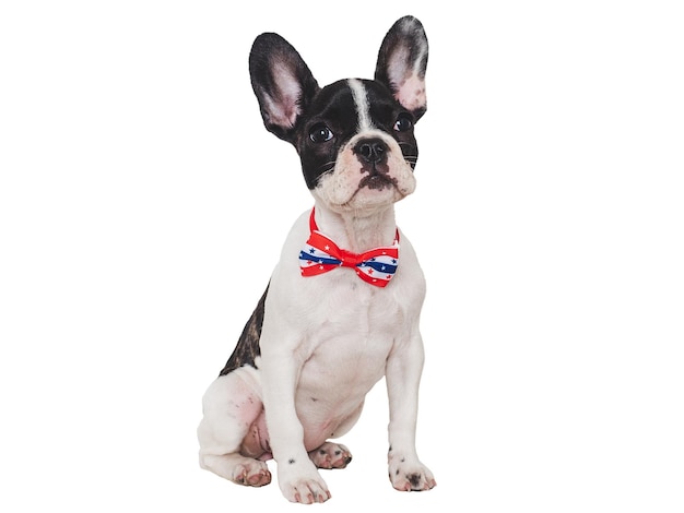 Encantador cachorro y una pajarita en los colores de la bandera estadounidense Primer plano en interiores Fondo aislado Fotografía de estudio Felicidades para la familia, los seres queridos amigos y colegas Concepto de cuidado de mascotas