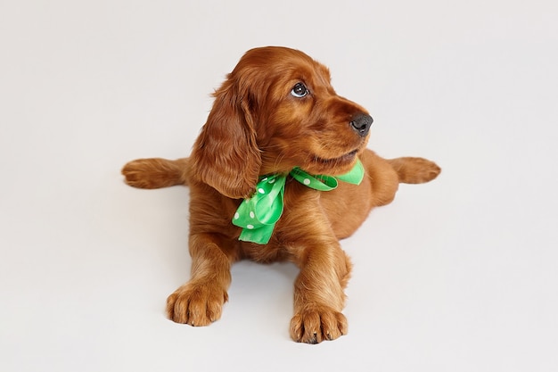 Foto encantador cachorro setter irlandés de color marrón sobre un fondo blanco.