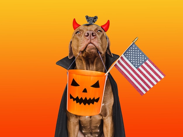 Encantador cão marrom adorável segurando a bandeira americana Fundo brilhante Closeup dentro de casa Parabéns para parentes familiares entes queridos amigos e colegas