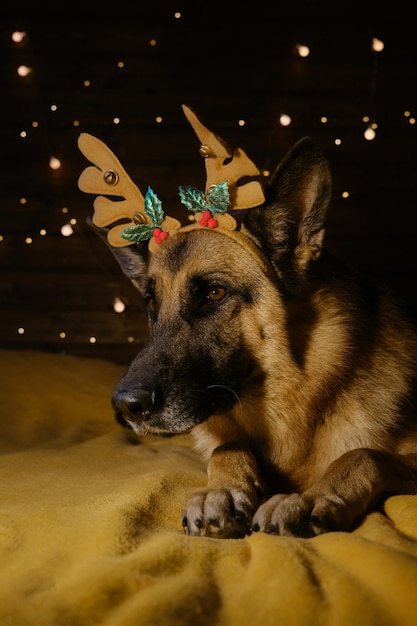 Encantador cão pastor alemão deitado na cama com chifres de rena na cabeça Natal em casa