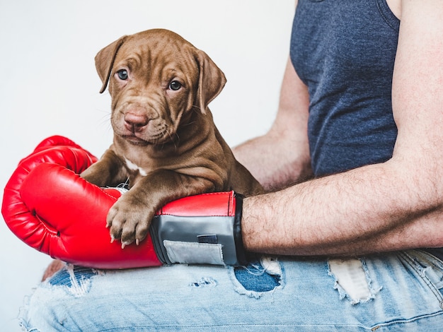 Encantador e adorável cachorrinho de cor marrom. Close-up, interior. Luz do dia. Conceito de cuidado, educação, treinamento de obediência, criação de animais de estimação